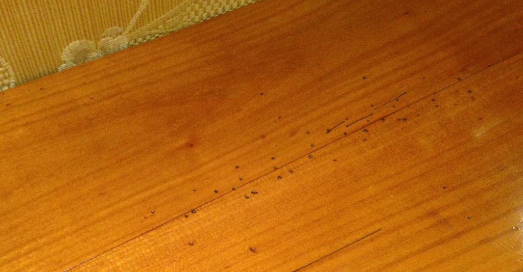 Is It Old Or A Reion, Black Dots On Hardwood Floor